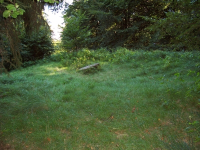 Waldwiese in der Stubnitz