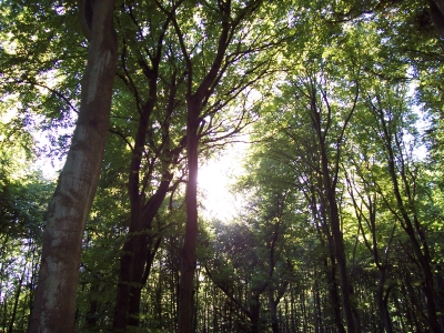 Wald in der Stubnitz