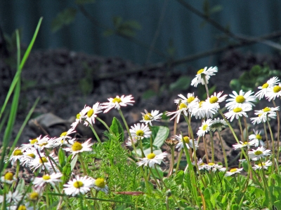 Gänseblümchen im Vordergrund