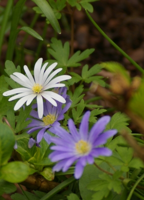 Frühlingserwachen im Garten 2