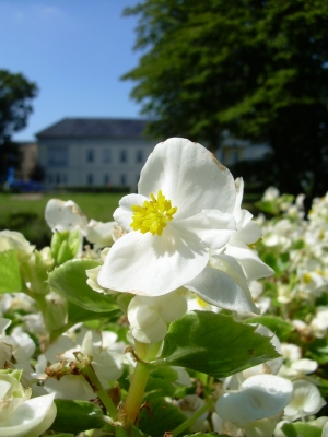 Blütenpracht in Oldenburg