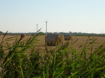 Kornfeld in Ostfriesland