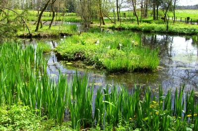 Waldweiher