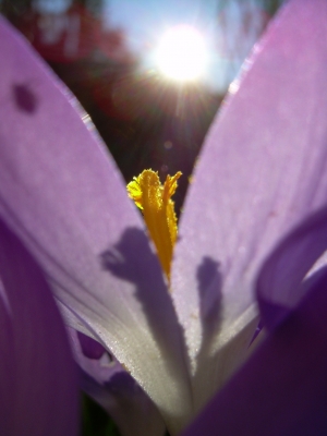 Krokussblüte im Sonnenlicht