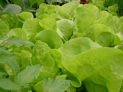 Salat im Garten