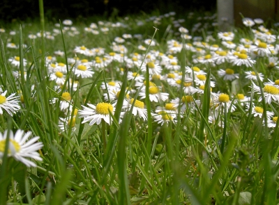 Blumenwiese