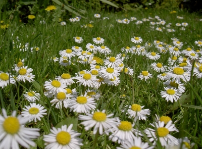 Blumenwiese