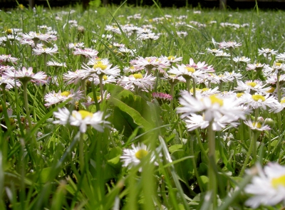 Blumenwiese