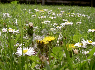 Blumenwiese