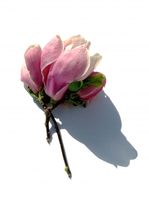Zarte Magnolienblüte