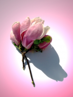 Zarte Magnolienblüte  in Rosa