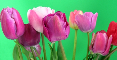 Tulpen in pink . . .
