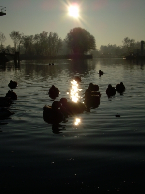 Enten auf dem Kanal