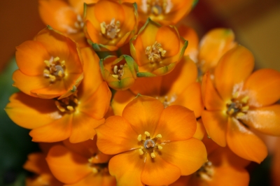 orange Blumen