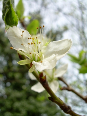 Obstbaumblüte