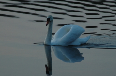 Schwan im Abendlicht