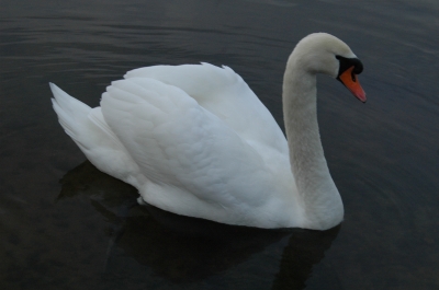 Schwan auf dem See