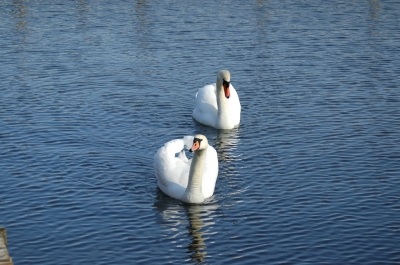 zwei Schwäne auf dem See