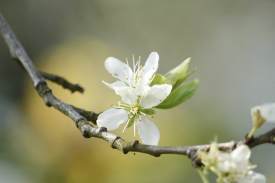 Pflaumenblüte