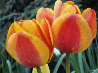 Gelb-Orange Tulpen II