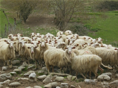 Schafe in der Toskana