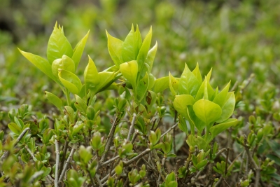 Frühling in den Gärten 2