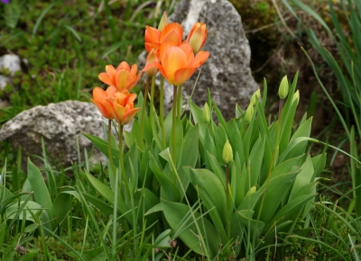 Frühling in den Gärten 4