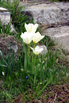 Frühling in den Gärten 5