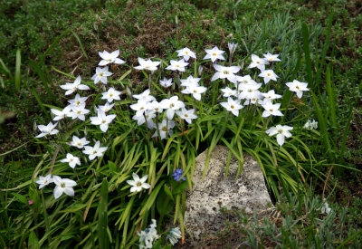 Frühling in den Gärten 6