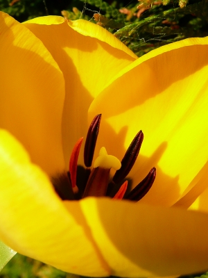 Gelbe Tulpe