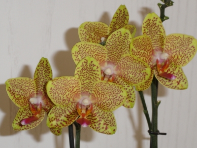 meine tollste Orchidee
