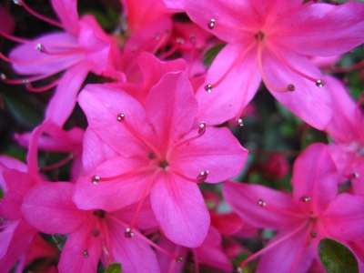 Rododendron in aufgehender Blüte Detailaufnahme