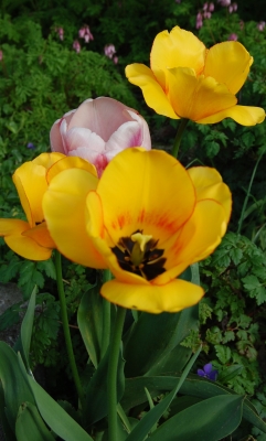 Tulpe 2