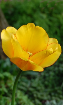 Tulpe 4