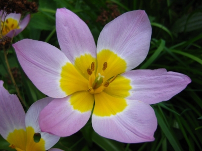 lila-gelbe Blüte