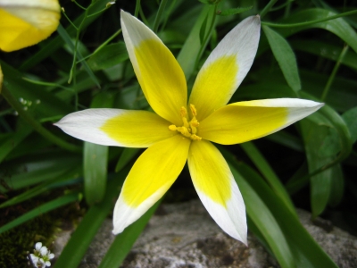 weiß-gelbe Blüte