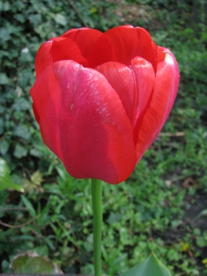 Tulpe, rot
