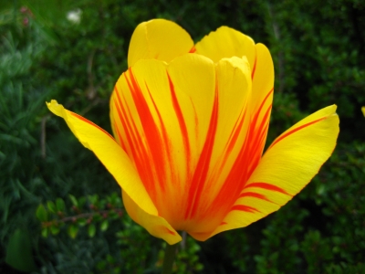 Tulpe in Rot und Gelb