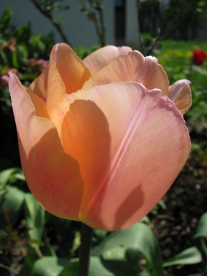 Tulpe,  lachsfarbig