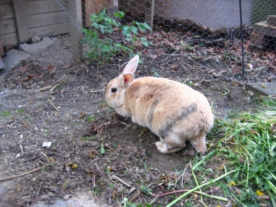 Zwergwidderkaninchen