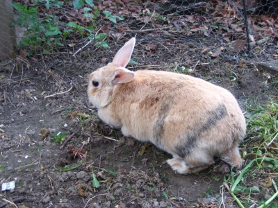 Zwergwidderkaninchen 2