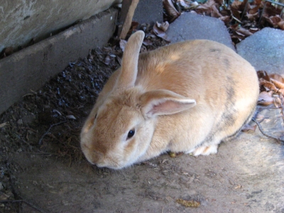 Zwergwidderkaninchen 3