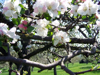 Apfelblüte im April - 1