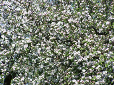 Apfelblüte im April - 3