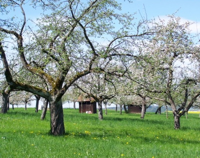 Apfelblüte im April - 4