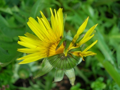 Entstehung einer Löwenzahnblüte