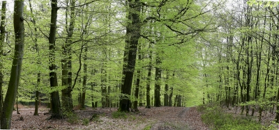 Frühling im Buchenmischwald