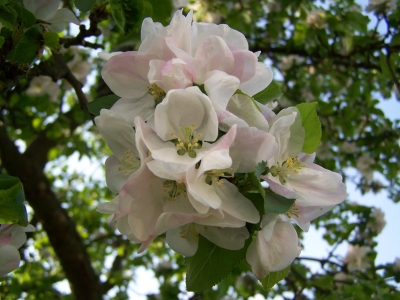 Apfelblüten 3