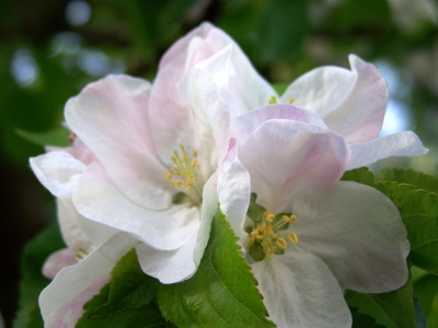 Apfelblüten 5