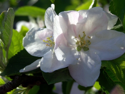 Apfelblüten 7